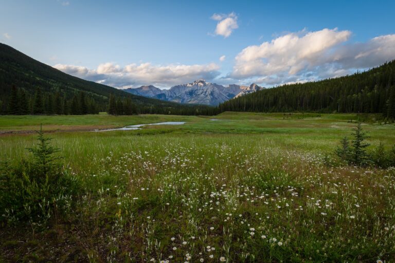 Banff Meadow