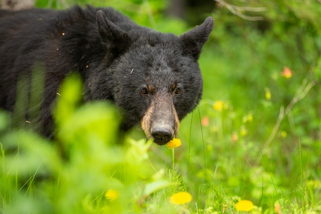 Black Bear