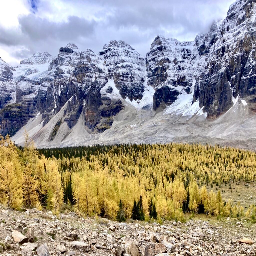 Larch trees in a valley