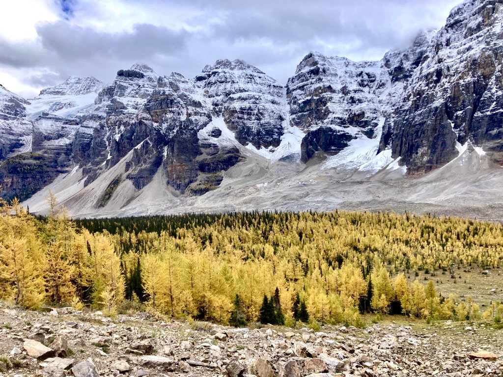 Larch trees in a valley