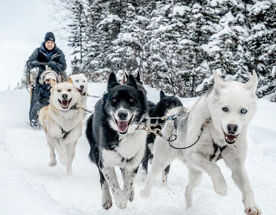 Canmore Dog Sledding