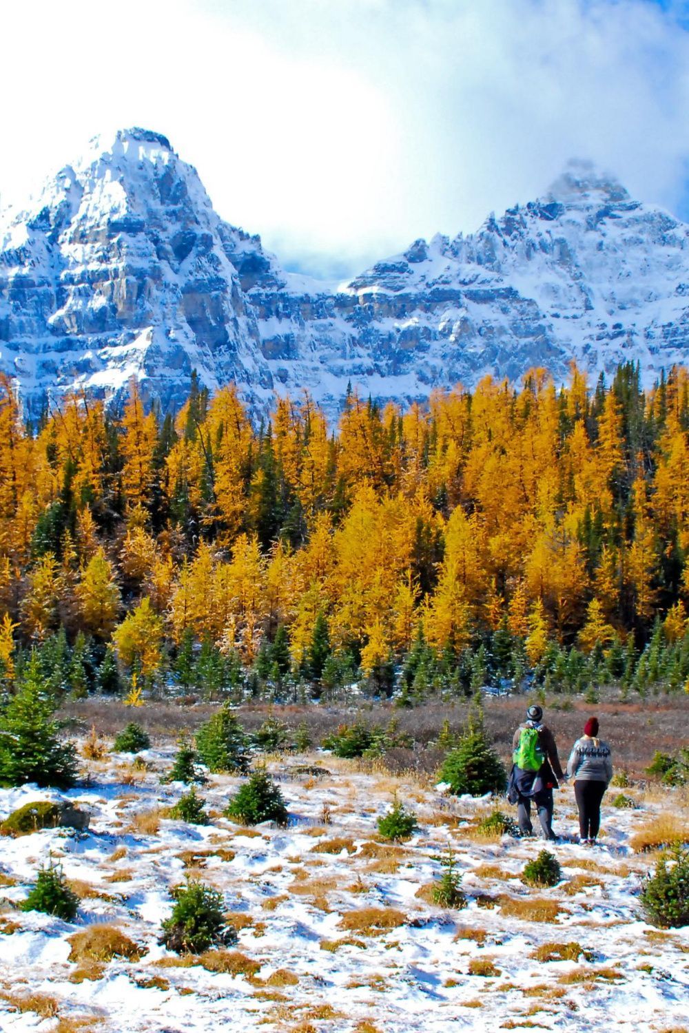 golden larch
